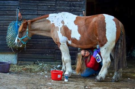 mujer mamando caballo|Destroza mi coño .